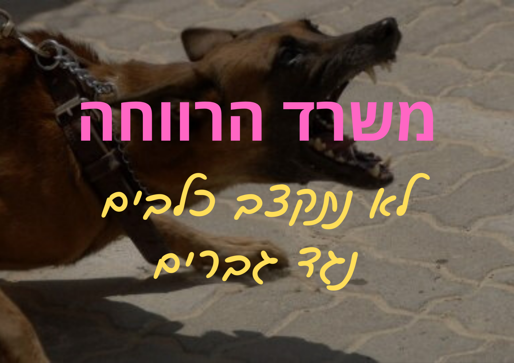 משרד הרווחה לא נתקצב כלבים נגד גברים